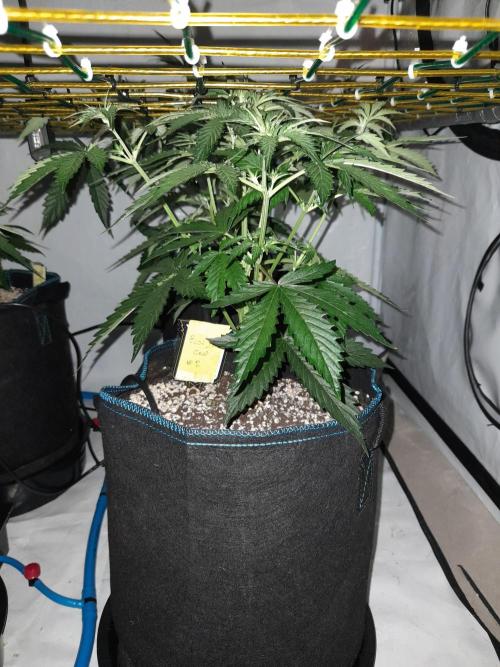 Bear Force One + Biotabs. Week 4 - Bear force one #2. day 25 no led
