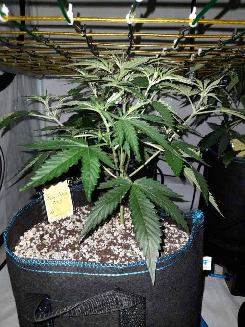 Bear Force One + Biotabs. Week 4 - Bear force one #3. day 25 no led
