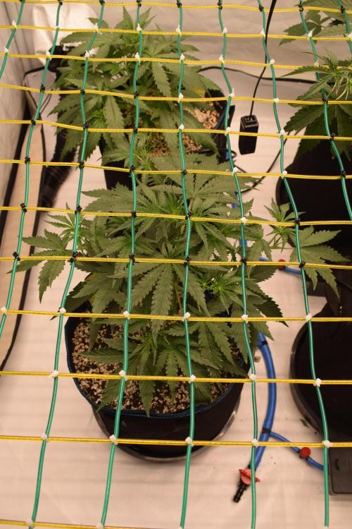 Bear Force One + Biotabs. Week 4 - Bear force one #3. day 25 