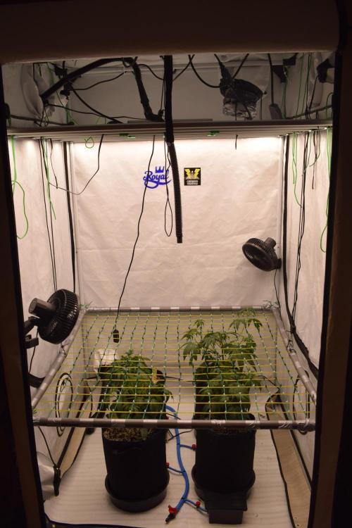 Bear Force One. Week 4