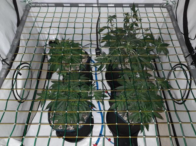 Bear Force One + Biotabs. Week 4 - Plants full view no led