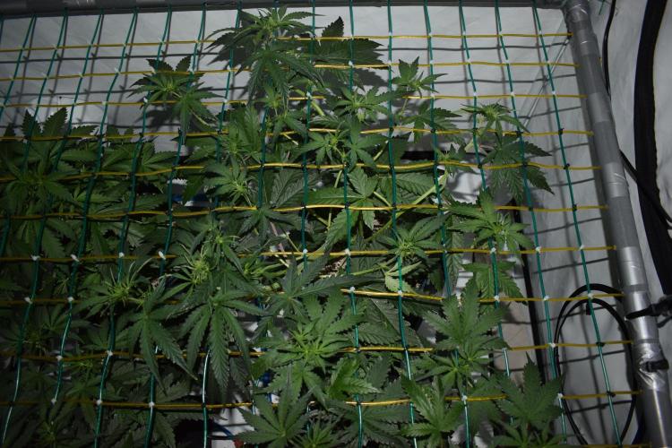 Bear Force One + Biotabs. Week 4 - Bear force one #1, day 28 no led