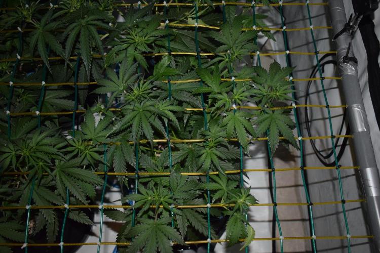 Bear Force One + Biotabs. Week 4 - Bear force one #2, day 28 no led