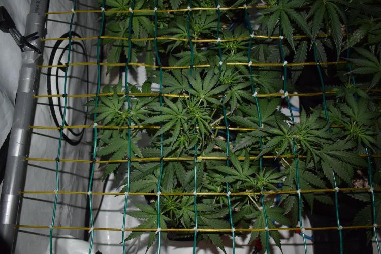 Bear Force One + Biotabs. Week 4 - Bear force one #3, day 28 no led