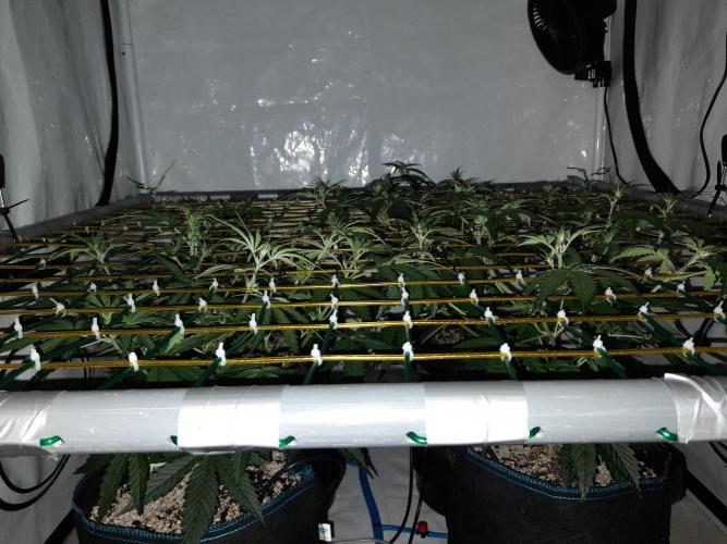 Bear Force One. Week 4