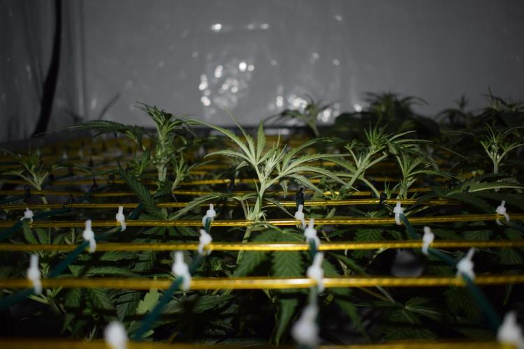 Bear Force One + Biotabs. Week 4 - Day 28 trellis side view