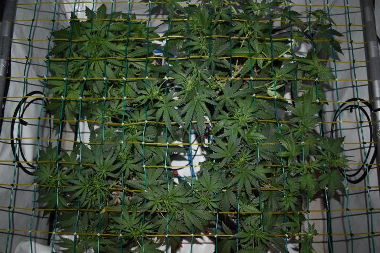 Bear Force One + Biotabs. Week 4 - Day 28 Full tent top view
