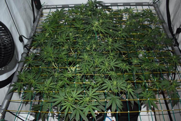 Bear Force One (Mephisto) + Biotabs. Week 5 - Full plant view after training round no led