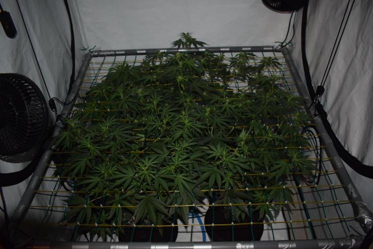 Bear Force One (Mephisto) + Biotabs. Week 5 - Full plant view before training round