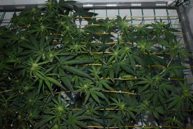 Bear Force One (Mephisto) + Biotabs. Week 5 - Bear force one #1 day 33 no led
