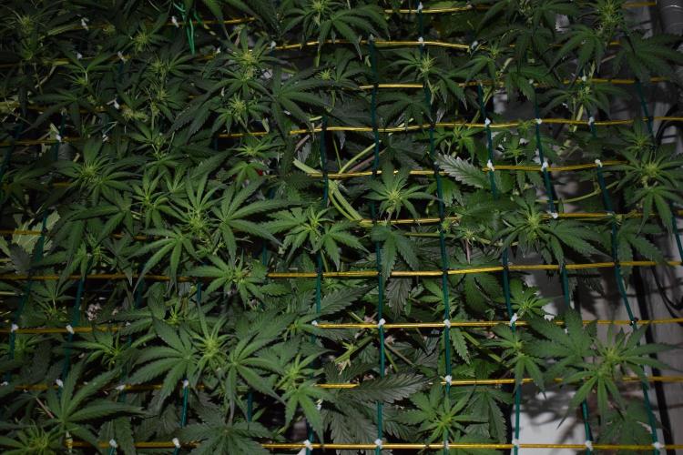Bear Force One (Mephisto) + Biotabs. Week 5 - Bear force one #2 day 33 no led