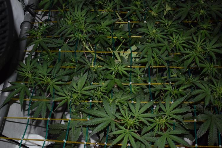 Bear Force One (Mephisto) + Biotabs. Week 5 - Bear force one #3 day 33 no led