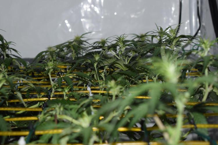 Bear Force One (Mephisto) + Biotabs. Week 5 - Side view after training