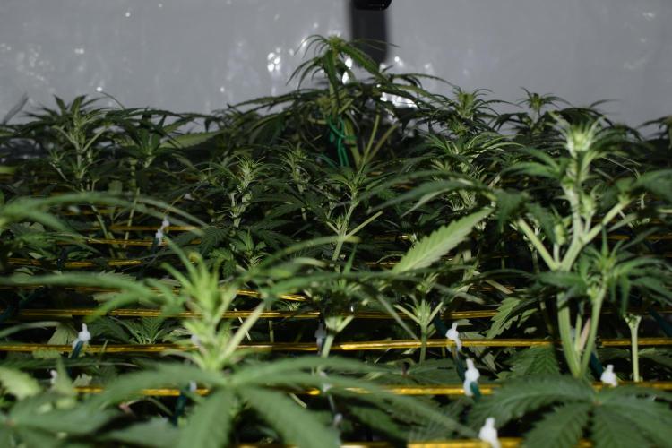 Bear Force One (Mephisto) + Biotabs. Week 5 - Side view after training