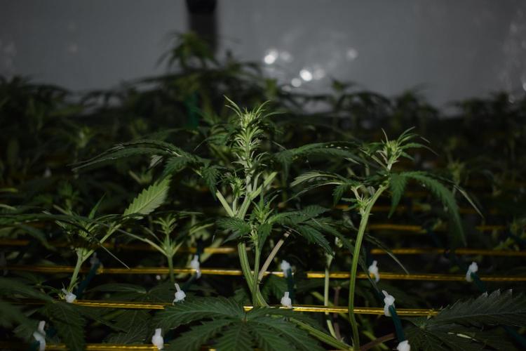 Bear Force One (Mephisto) + Biotabs. Week 5 - Side view after training