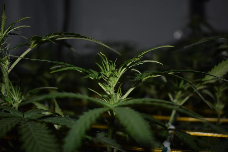 Bear Force One (Mephisto) + Biotabs. Week 5 - Side view after training