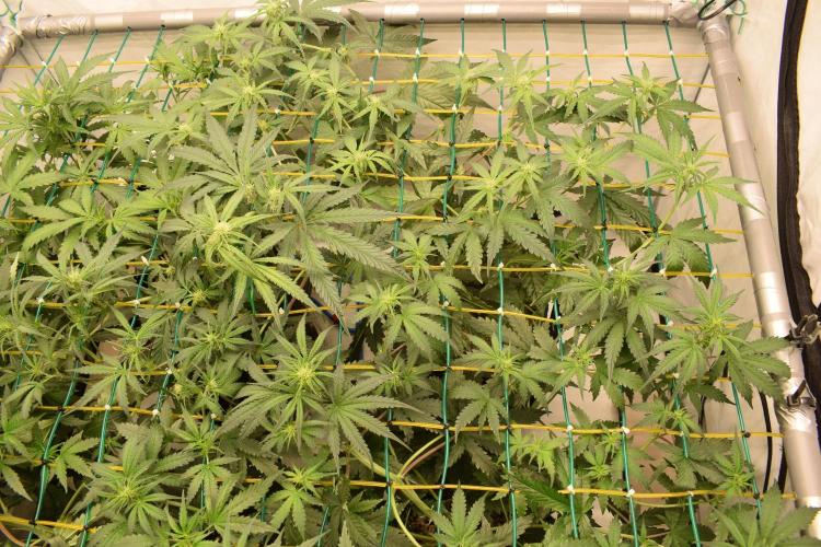Bear Force One (Mephisto) + Biotabs. Week 5 - Bear force one #1day 33 