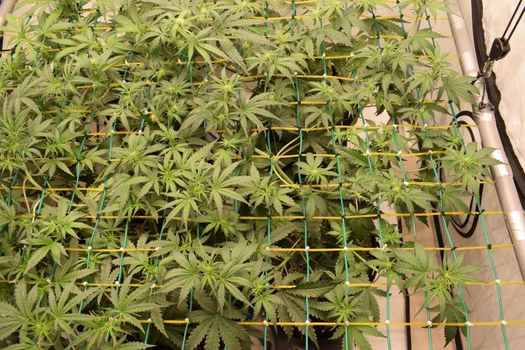 Bear Force One (Mephisto) + Biotabs. Week 5 - Bear force one #2 day 33 