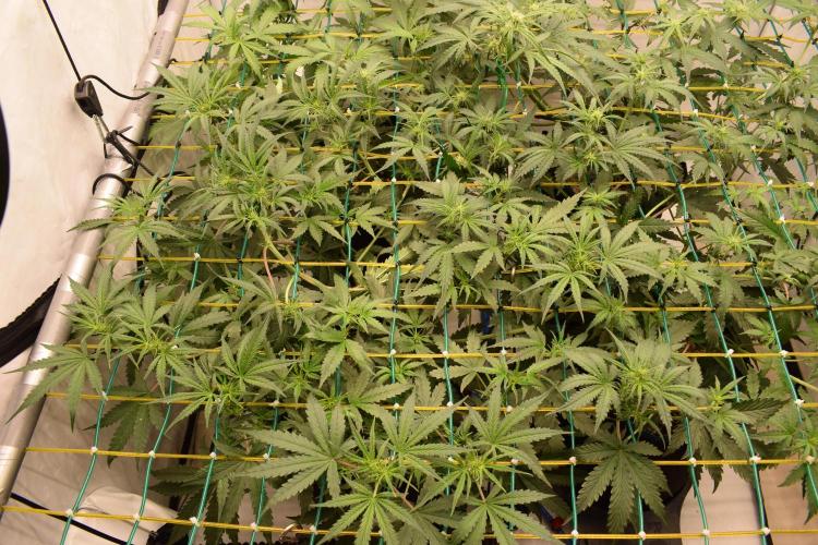 Bear Force One (Mephisto) + Biotabs. Week 5 - Bear force one #3 day 33 