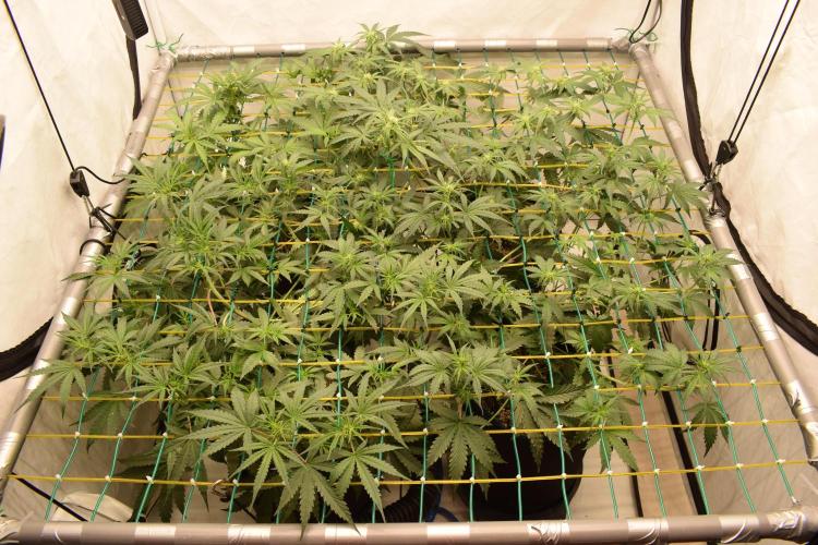 Bear Force One (Mephisto) + Biotabs. Week 5 - Full plants view