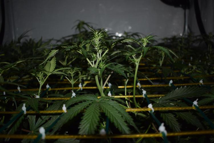 Bear Force One (Mephisto) + Biotabs. Week 5 - Side view after training