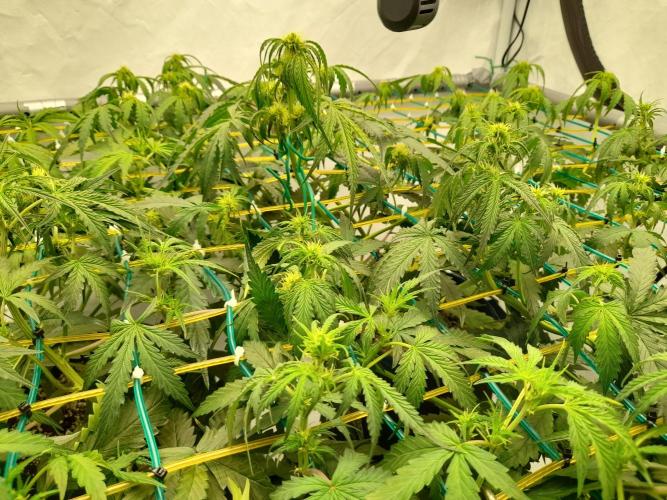 Bear Force One (Mephisto) + Biotabs. Week 5 - Drooping plants because of too much light