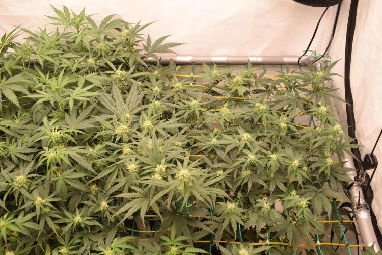 Bear Force One (Mephisto) + Biotabs. Week 6 - Bear force one #1 day 41 with led