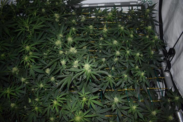 Bear Force One (Mephisto) + Biotabs. Week 6 - Bear force one #1 day 41 without led
