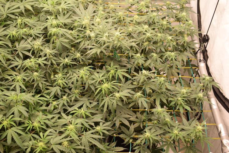 Bear Force One (Mephisto) + Biotabs. Week 6 - Bear force one #2 day 41 with led