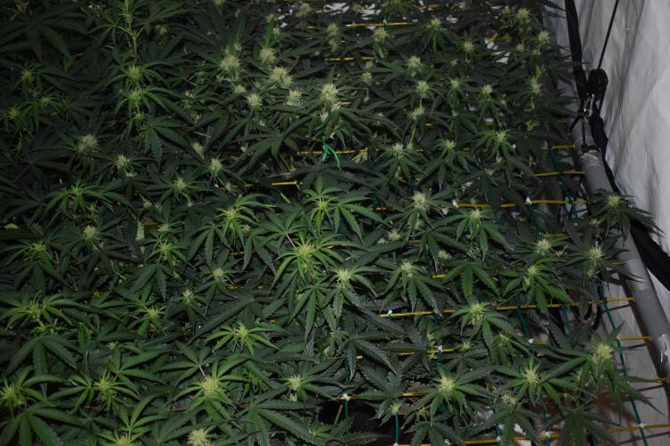 Bear Force One (Mephisto) + Biotabs. Week 6 - Bear force one #2 day 41 without led