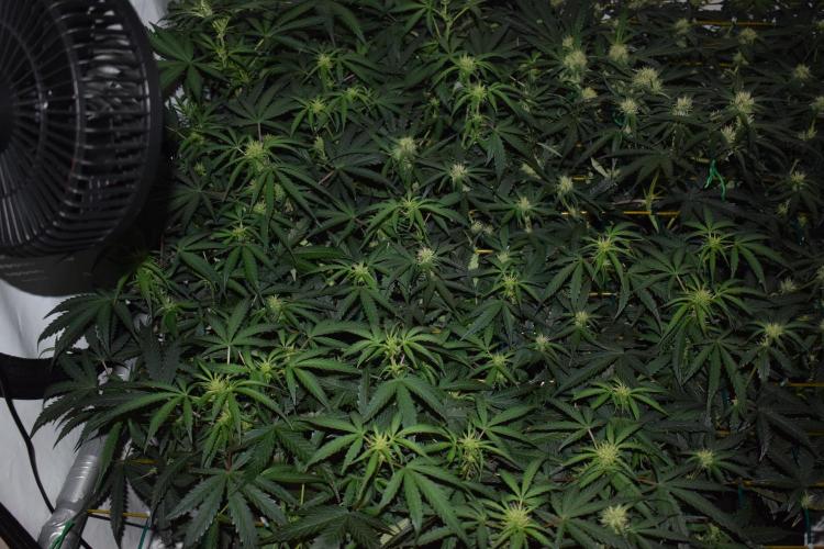 Bear Force One (Mephisto) + Biotabs. Week 6 - Bear force one #3 day 41 without led