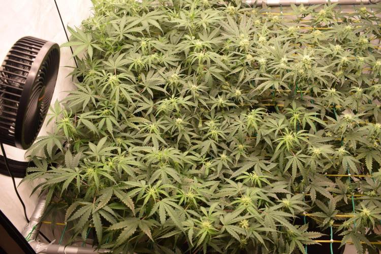 Bear Force One (Mephisto) + Biotabs. Week 6 - Bear force one #3 day 41 with led
