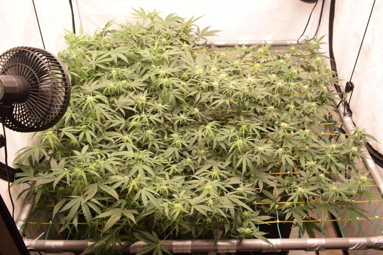 Bear Force One (Mephisto) + Biotabs. Week 6 - Full SCROG view with led day 41