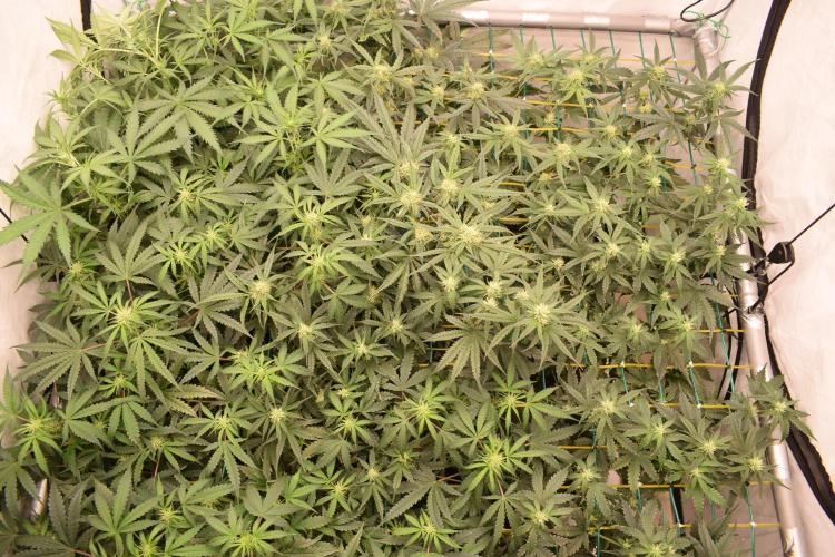 Bear Force One (Mephisto) + Biotabs. Week 6 - Full SCROG view with led day 41