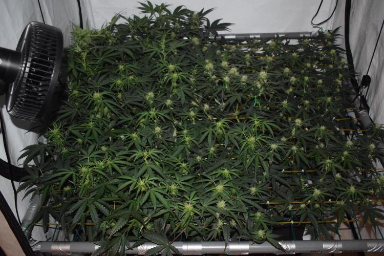 Bear Force One (Mephisto) + Biotabs. Week 6 - Full SCROG view without led day 41