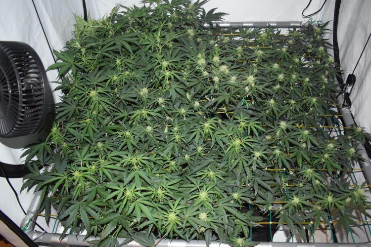 Bear Force One (Mephisto) + Biotabs. Week 6 - Full SCROG view without led day 41