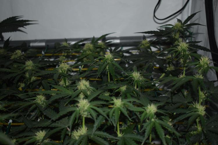 Bear Force One (Mephisto) + Biotabs. Week 6 - Side view no led day 41