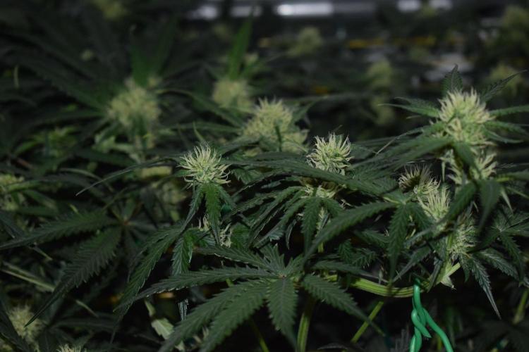 Bear Force One (Mephisto) + Biotabs. Week 6 - Side view no led day 41