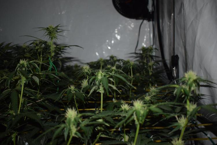 Bear Force One (Mephisto) + Biotabs. Week 6 - Side view no led day 41