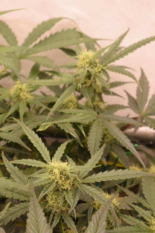 Bear Force One (Mephisto) + Biotabs. Week 6 - Side view with led day 41