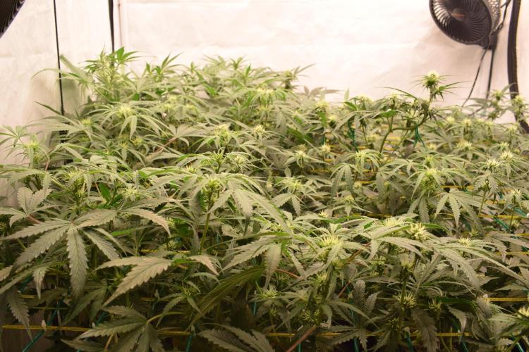 Bear Force One (Mephisto) + Biotabs. Week 6 - Side view with led day 41