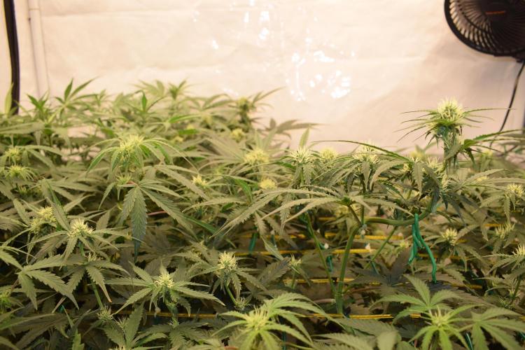 Bear Force One (Mephisto) + Biotabs. Week 6 - Side view with led day 41