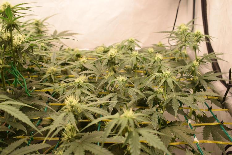 Bear Force One. Week 6