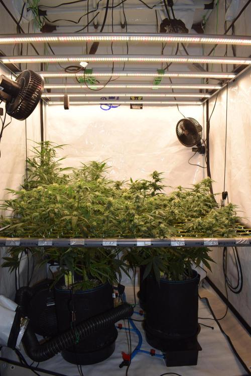 Bear Force One (Mephisto) + Biotabs. Week 7 - Side view canopy day 49 (No space left back for Mikey T the GOAT'lato)