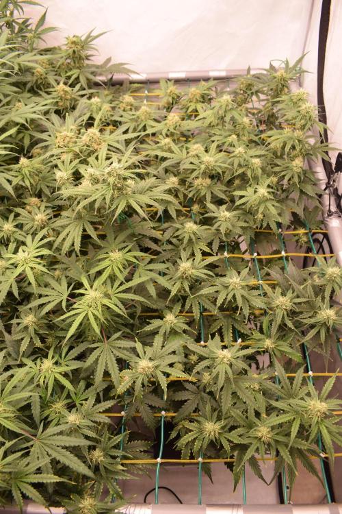 Bear Force One (Mephisto) + Biotabs. Week 7 - Bear force one #1 + #2 day 49