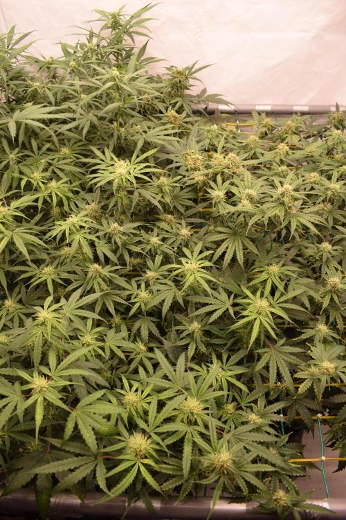 Bear Force One (Mephisto) + Biotabs. Week 7 - Bear force one #1 + #2 day 49