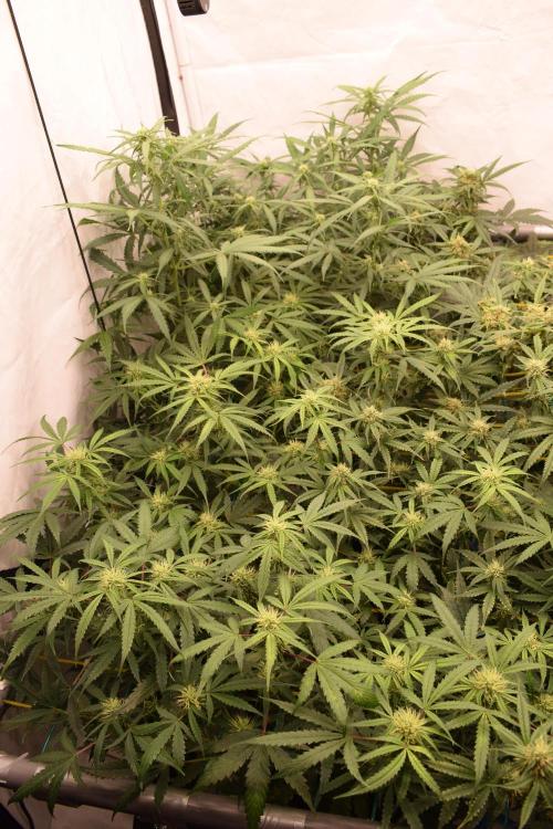 Bear Force One (Mephisto) + Biotabs. Week 7 - Bear force one #3 + RQS Goat'lato (left back) day 49