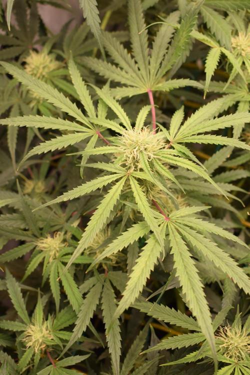 Bear Force One (Mephisto) + Biotabs. Week 7 - Light bleaching!