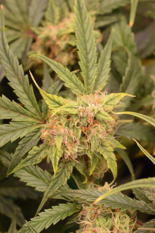 Bear Force One (Mephisto) + Biotabs. Week 7 - Light bleaching!