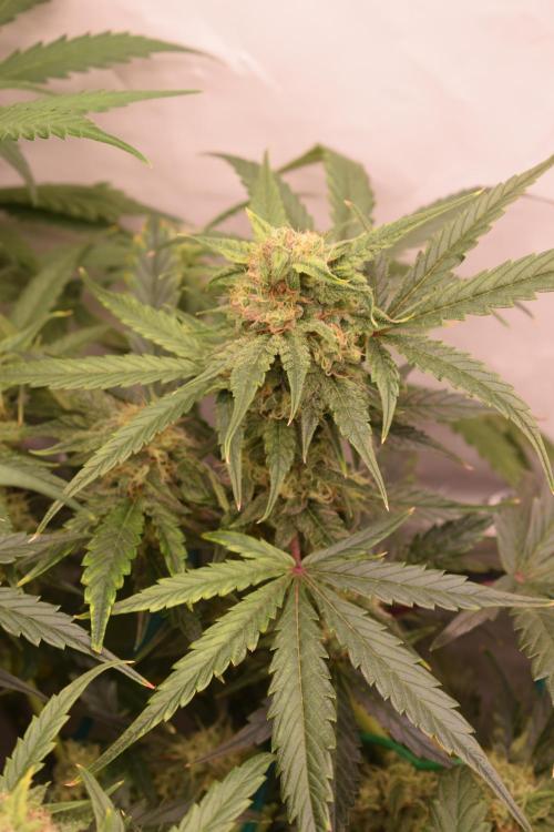 Bear Force One (Mephisto) + Biotabs. Week 7 - Branches on the outside of SCROG less affected by light intensity